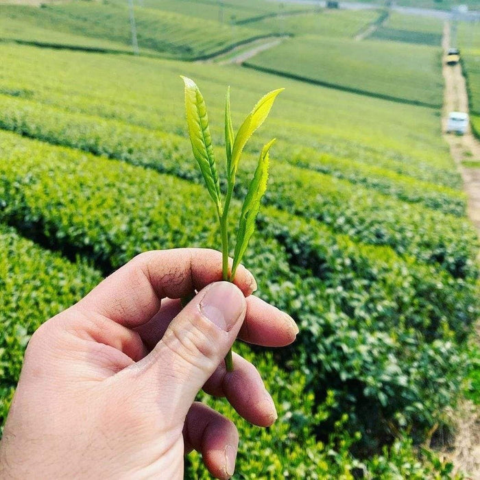 Kurihara Tea #17: 2022 Okuhikari Yame Sencha おくひかり - Yunomi.life