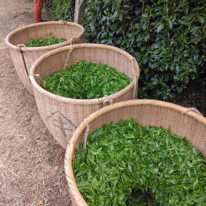 #0443.F2 Kuma Tea Garden FK040: Heritage Yame Matcha Imperial Ceremonial Grade Saemidori (20g)