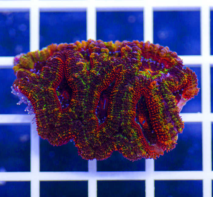 Australian Peerless Rainbow Acanthastrea