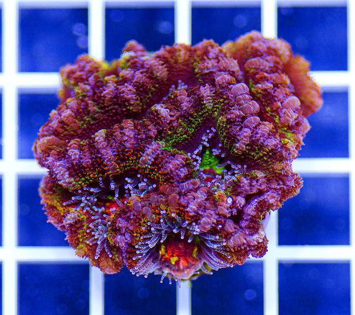 Australian Peerless Rainbow Acanthastrea