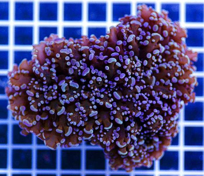 Australian Premium Purple Frammer Euphyllia