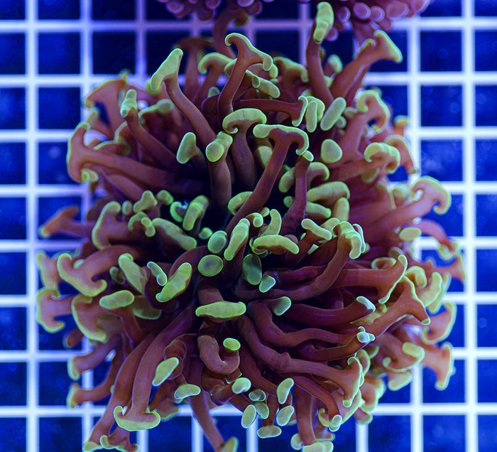 Australian Premium Shamrock Euphyllia