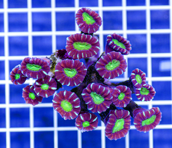 Australian Ultra Caulastrea
