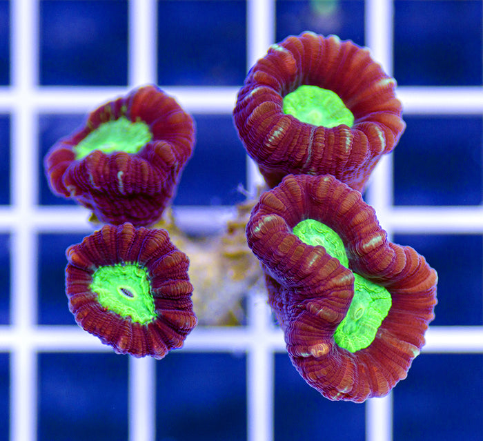 Australian Ultra Caulastrea