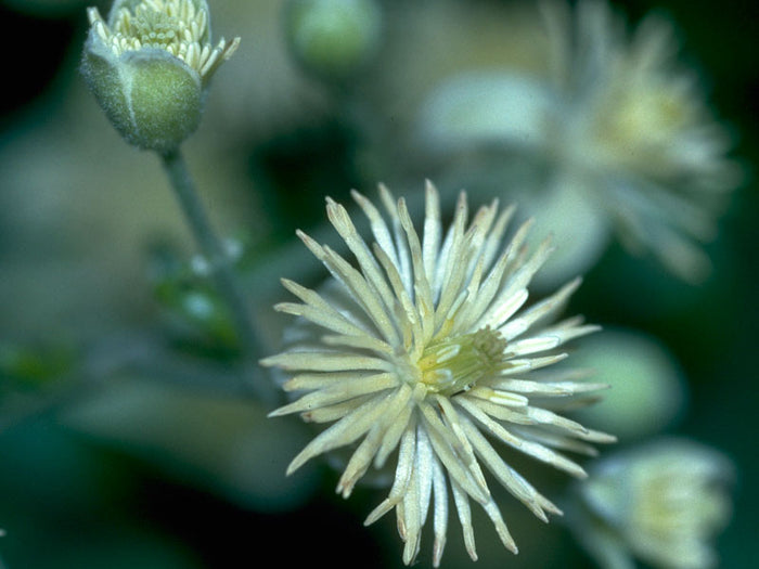 Clematis