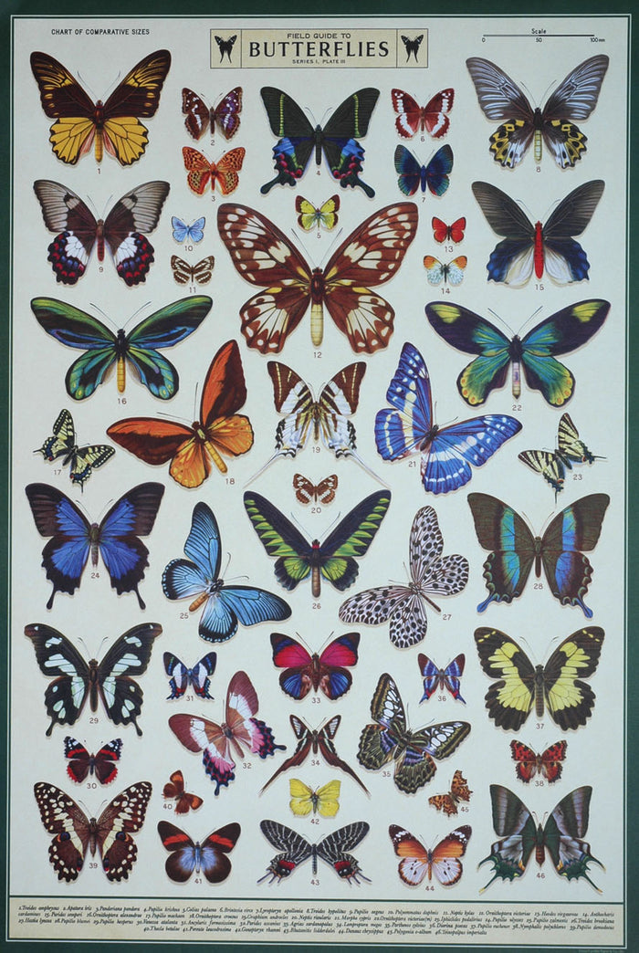 Florentine Print Field Guide to Butterflies -- NEW