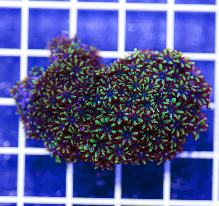 Indonesian Premium Blue Sympodium