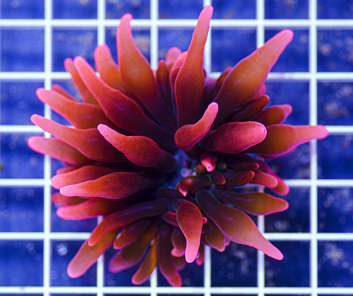 Premium Sherman Anemone