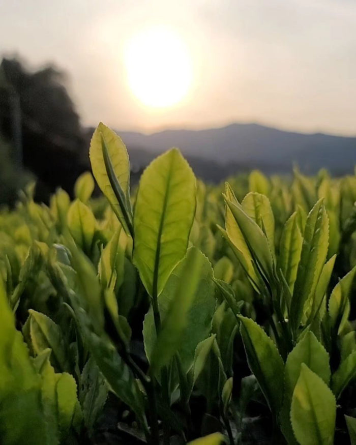 #0089.K6 Azuma Tea Garden: Japanese Black Tea Asahi Cultivar