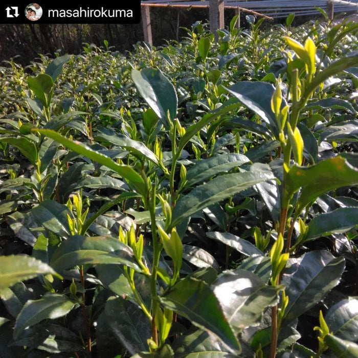 Kuma Tea Garden: Heritage Grade Yame Matcha Saemidori (20g) - Yunomi.life