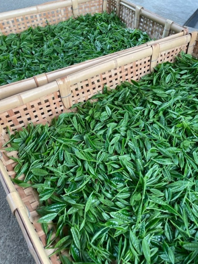 #0559.S2 2026 Limited Edition Temomicha Shincha (Kirari 31 Single Cultivar) - Handrolled Tea by Award-Winning, 15th Generation Tea Master, Okutomi Masahiro (5g)