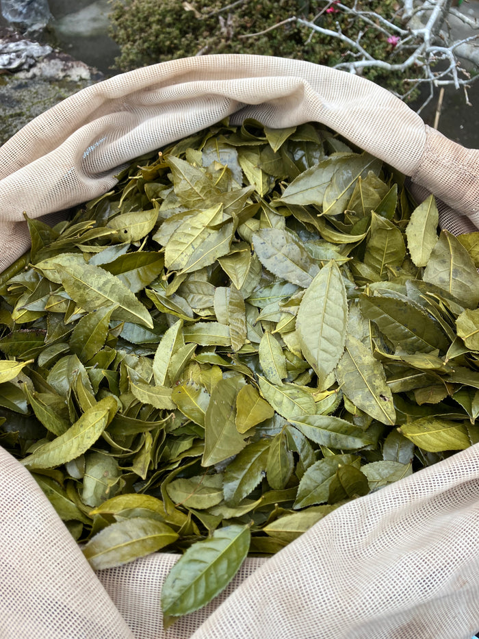 #0834.T2 Shishikui Kancha from Tokushima Prefecture - Handpicked by Farmer Akemi Ishimoto