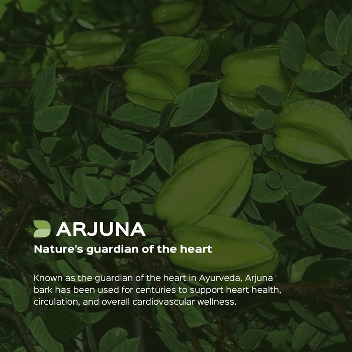 Arjuna (Terminalia Arjuna) Dry Extract - 30% Tannins by Gravimetry