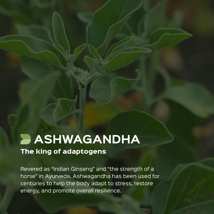Ashwagandha (Withania Somnifera) Dry Extract Herb - 2.5% Total Withanolides by gravimetry