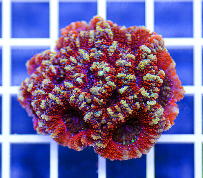 Australian Peerless Acanthastrea