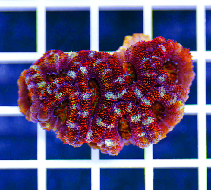Australian Peerless Rainbow Acanthastrea
