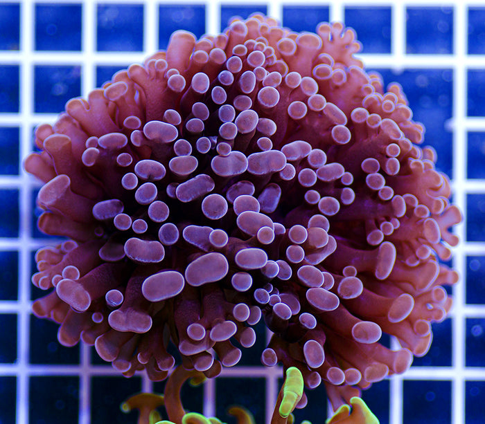 Australian Premium Chocolate Euphyllia