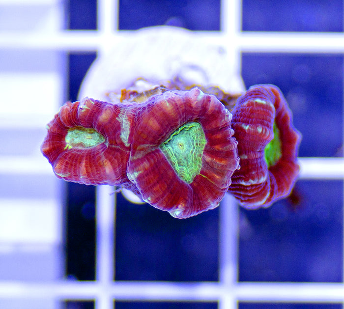 Australian Ultra Caulastrea