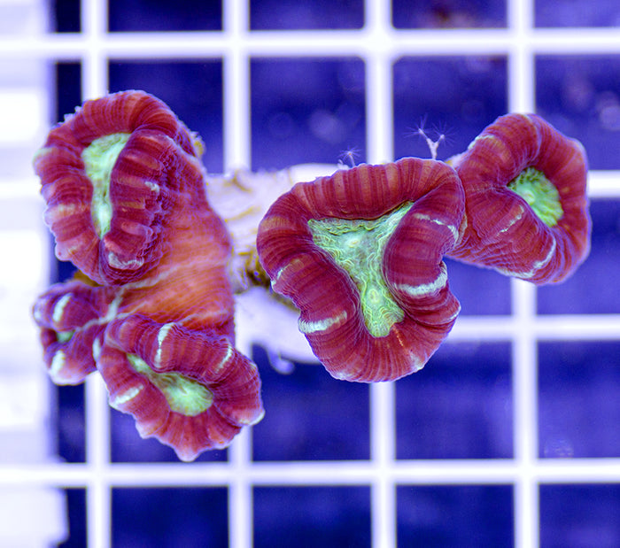 Australian Ultra Caulastrea