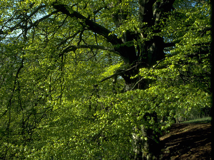 Beech