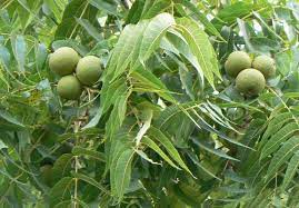 Black Walnut Tincture