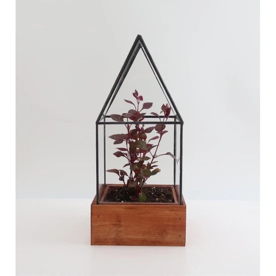 Cape Cod Terrarium