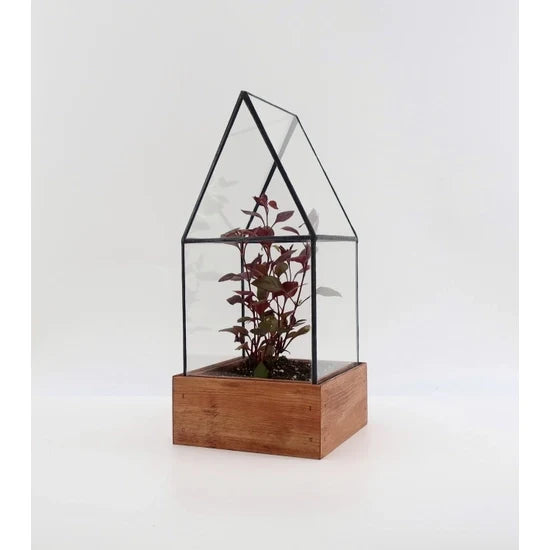 Cape Cod Terrarium