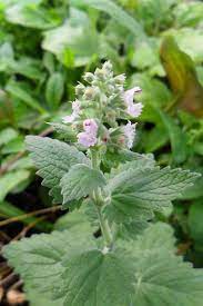 Catnip Tincture