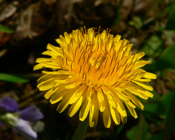 Dandelion Root Decocted Tincture