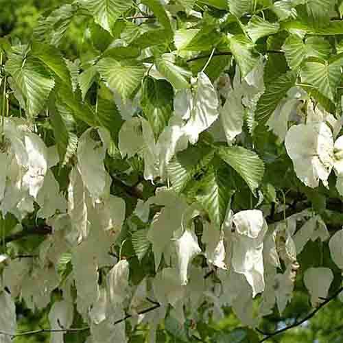 Davidia involucrata & Dove tree Seeds