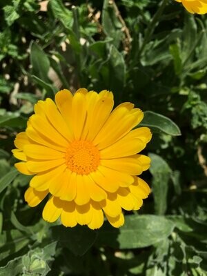 Dried calendula petals (25 g)