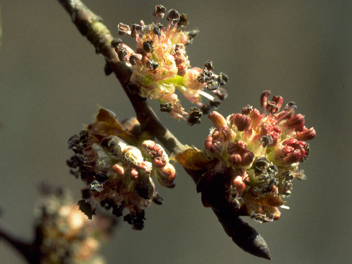 Elm