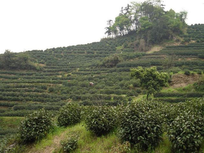 Jasmine Flower Craft Green Tea tea garden