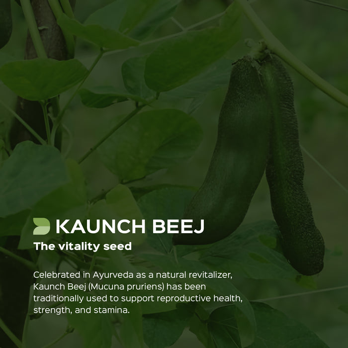 Kaunch beej (Mucuna pruriens) dry Extract - 15% L-Dopa by HPLC