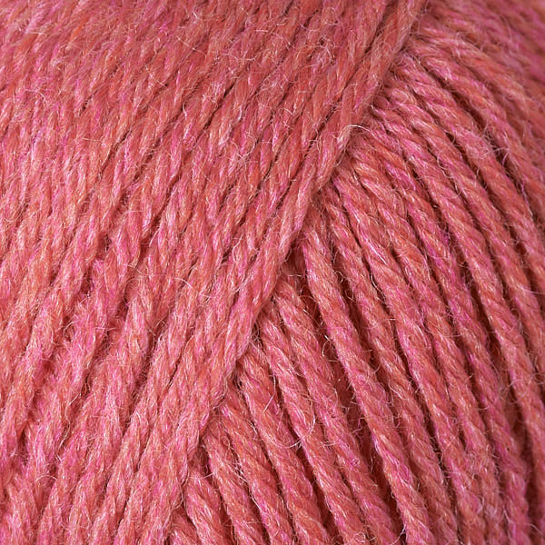 Begonia 95144