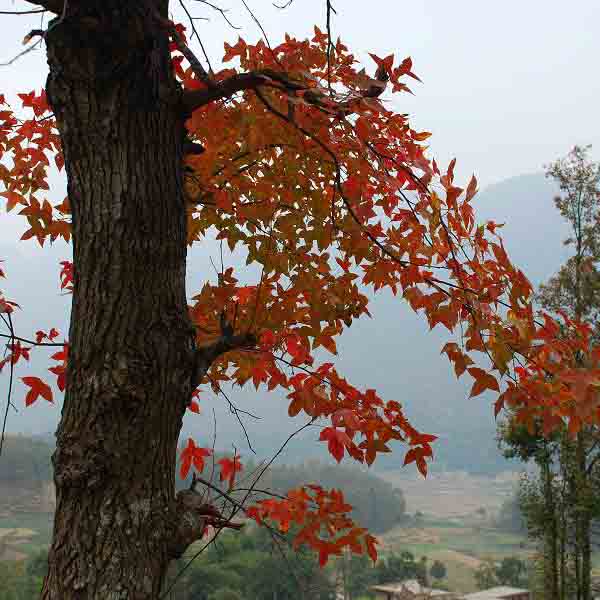 Liquidambar formosana & Taiwanese sweet gum Seeds