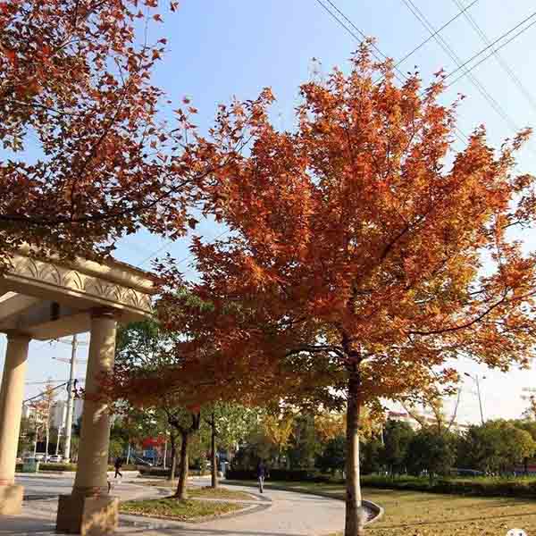 Liquidambar formosana & Taiwanese sweet gum Seeds