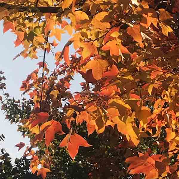 Liquidambar formosana & Taiwanese sweet gum Seeds