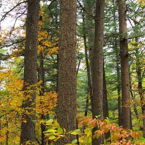 Pinus koraiensis & Korean pine Seeds