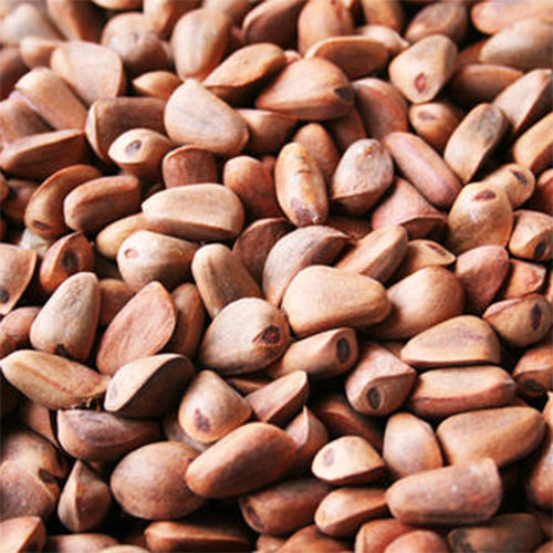 Pinus koraiensis & Korean pine Seeds