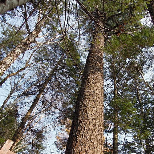 Pinus koraiensis & Korean pine Seeds