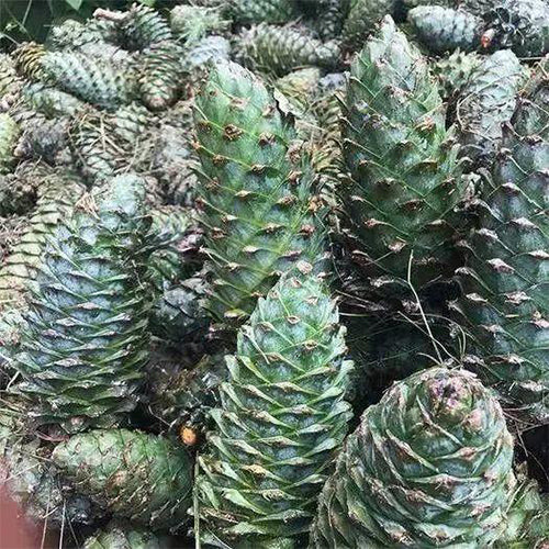 Pinus koraiensis & Korean pine Seeds
