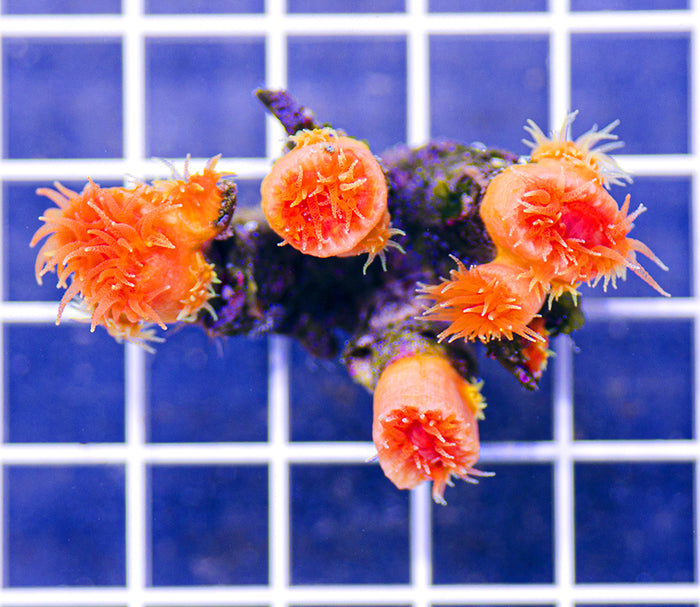 Premium Fat Head Dendrophyllia