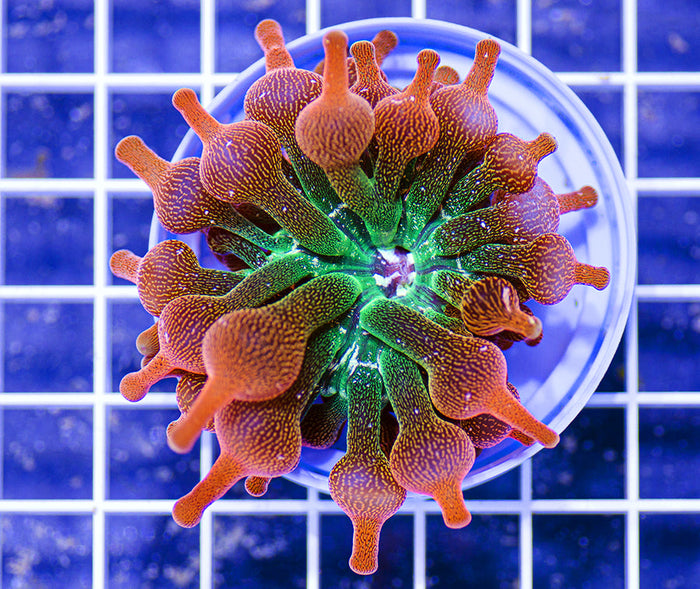Premium MAK Inferno Anemone