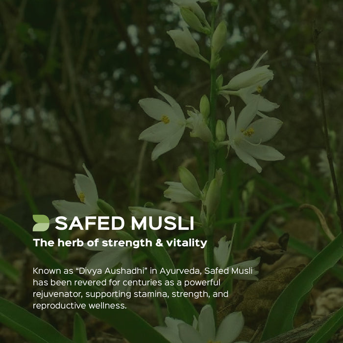 Safed Musli (Chlorophytum borivilianum) dry Extract - 30% Saponins by Gravimetry