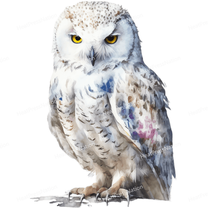 Snow Owl Front Design - HeatPressNation