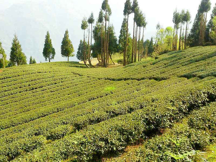 Spring Fortune Oolong Tea garden