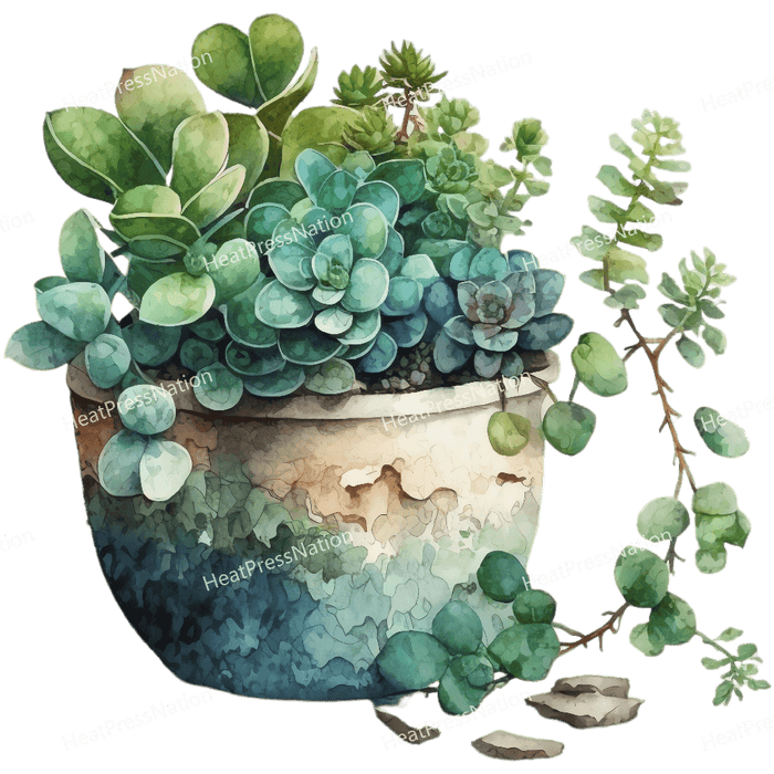 Succulent Design - HeatPressNation