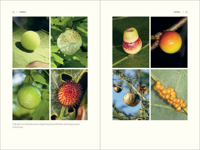 The Nature of Oaks