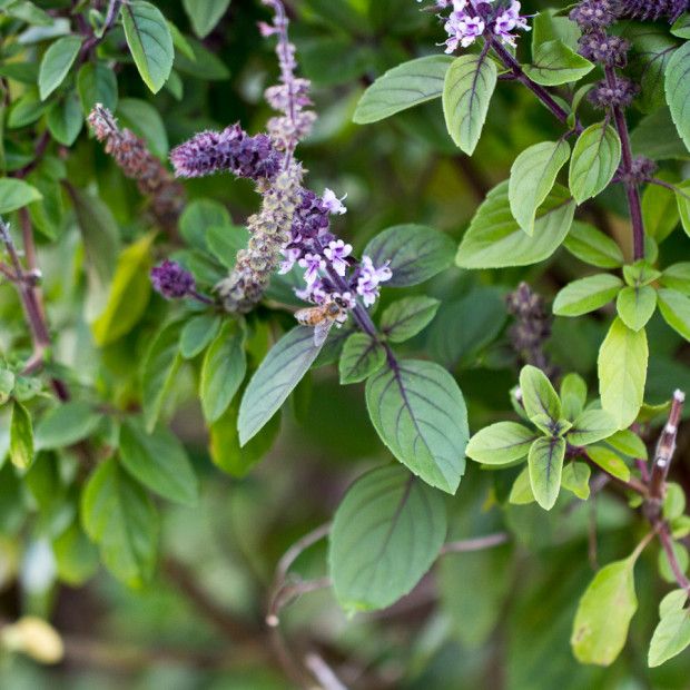 Tulsi, Holy Basil Tincture